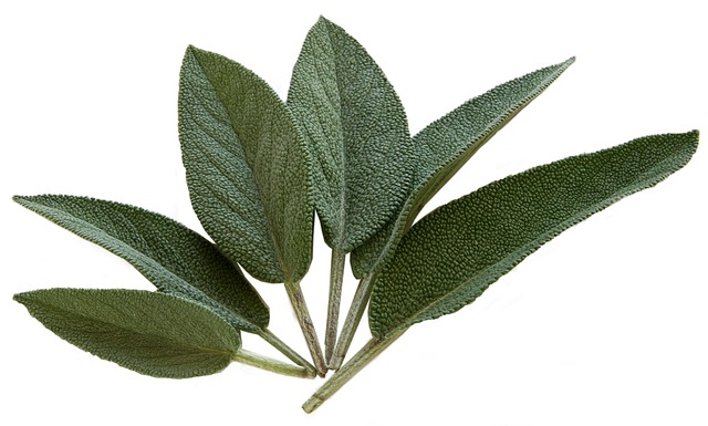 An example of sage leaves